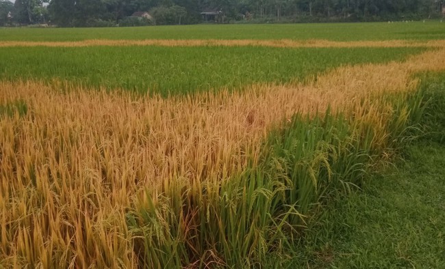 Điều tra vụ ruộng lúa của một nông dân Nghệ An bỗng chết cháy bất thường, nghi bị đầu độc- Ảnh 3.