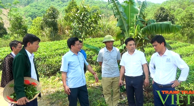 Hội Nông dân tỉnh Lào Cai: Mở lớp dạy trồng, khai thác, chế biến và bảo quản sản phẩm quế cho nông dân- Ảnh 3.