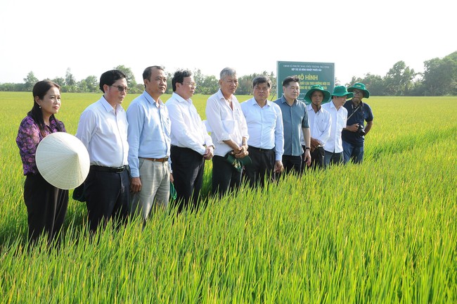 Thí điểm Đề án 1 triệu ha lúa chất lượng cao: Lo thay đổi nhận thức của nông dân, xử lý rơm rạ- Ảnh 1.