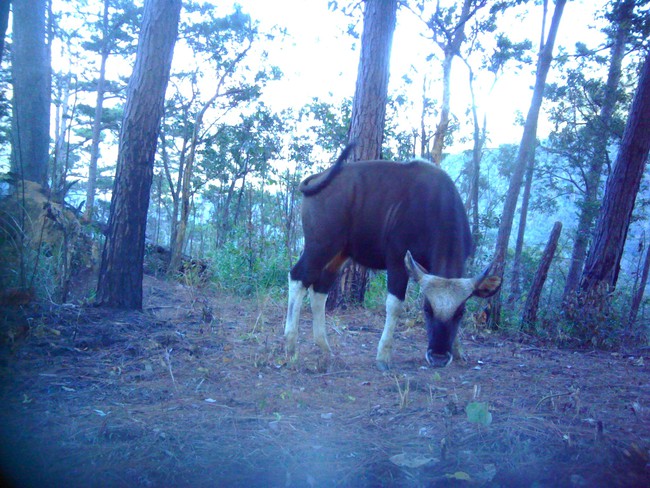 Nóng: Phát hiện thêm khoảng 17 con bò tót và nhiều động vật hoang dã quý hiếm ở vườn Quốc gia Phước Bình, Ninh Thuận- Ảnh 3.
