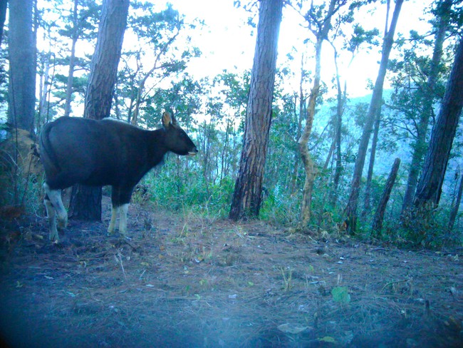 Nóng: Phát hiện thêm khoảng 17 con bò tót và nhiều động vật hoang dã quý hiếm ở vườn Quốc gia Phước Bình, Ninh Thuận- Ảnh 1.
