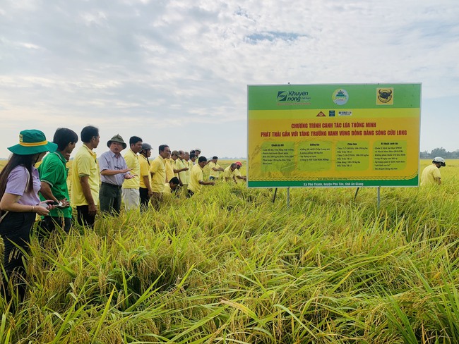 Trồng lúa thông minh là trồng như thế nào, có lợi ích gì mà nên khuyến khích mở rộng ở ĐBSCL?- Ảnh 1.