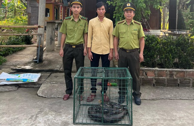 "Đi" lạc vào nhà thờ, một con động vật hoang dã 18kg được dân bắt giao cho lực lượng chức năng TT-Huế- Ảnh 1.