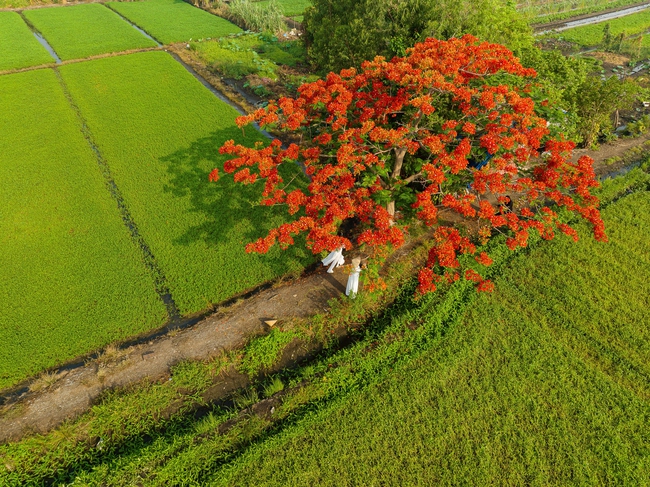 Cây phượng đỏ rực giữa đồng xanh, ngàn người kéo đến- Ảnh 1.