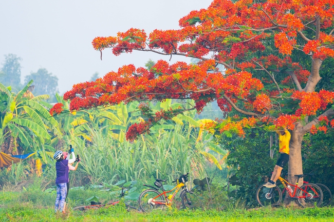 Độc đáo 'cây phượng cô đơn' nở hoa đỏ rực giữa cánh đồng xanh mát thu hút nhiều người đến check-in- Ảnh 7.