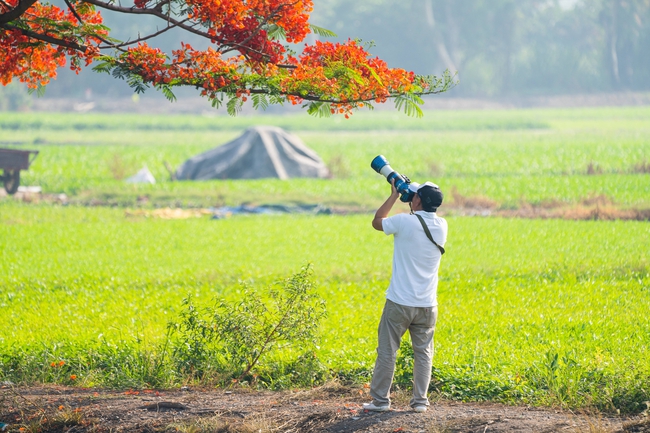 Độc đáo 'cây phượng cô đơn' nở hoa đỏ rực giữa cánh đồng xanh mát thu hút nhiều người đến check-in- Ảnh 4.