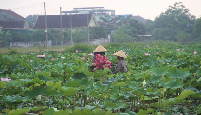 Cánh đồng Kim Liên ở Nghệ An trồng loại cây gì mà mùa này thơm ngát, ai đi qua cũng trầm trồ?- Ảnh 3.