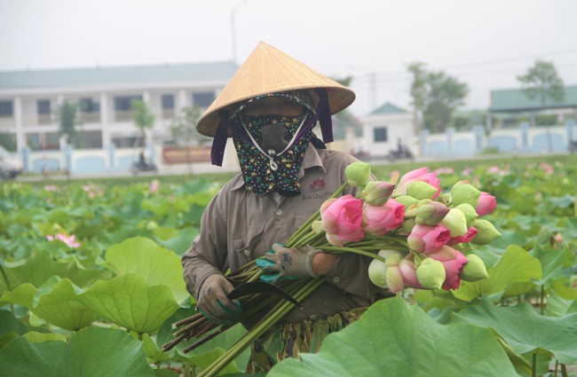 Cánh đồng Kim Liên ở Nghệ An trồng loại cây gì mà mùa này thơm ngát, ai đi qua cũng trầm trồ?- Ảnh 2.