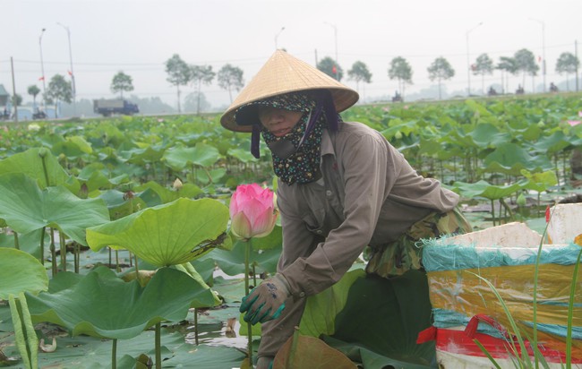 Cánh đồng Kim Liên ở Nghệ An trồng loại cây gì mà mùa này thơm ngát, ai đi qua cũng trầm trồ?- Ảnh 6.