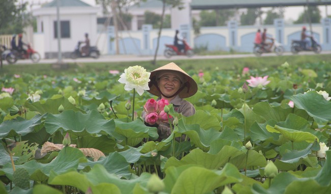 Cánh đồng Kim Liên ở Nghệ An trồng loại cây gì mà mùa này thơm ngát, ai đi qua cũng trầm trồ?- Ảnh 7.