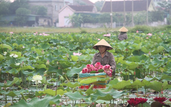 Cánh đồng Kim Liên ở Nghệ An trồng loại cây gì mà mùa này thơm ngát, ai đi qua cũng trầm trồ?- Ảnh 1.