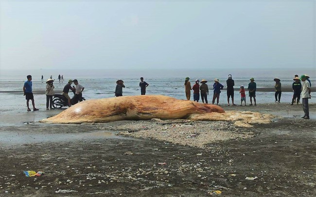 Phần xác một con cá voi khổng lồ dạt vào biển Diễn Hùng của tỉnh Nghệ An- Ảnh 1.