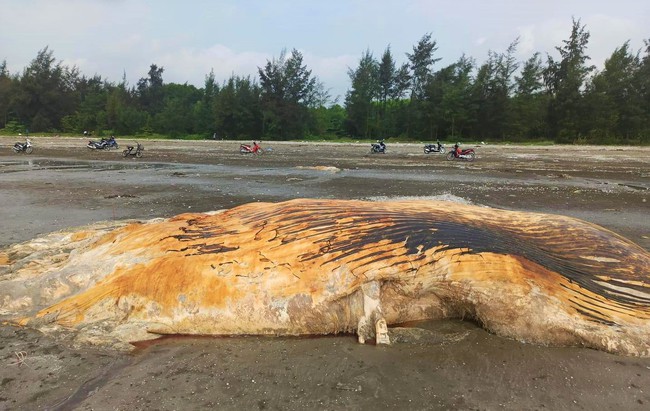 Phần xác một con cá voi khổng lồ dạt vào biển Diễn Hùng của tỉnh Nghệ An- Ảnh 3.