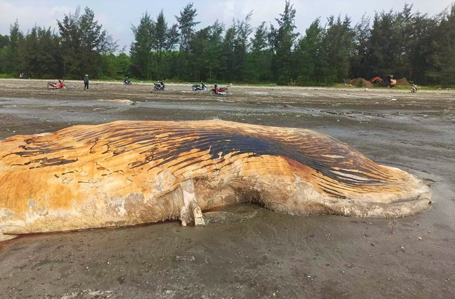 Phần xác một con cá voi khổng lồ dạt vào biển Diễn Hùng của tỉnh Nghệ An- Ảnh 2.