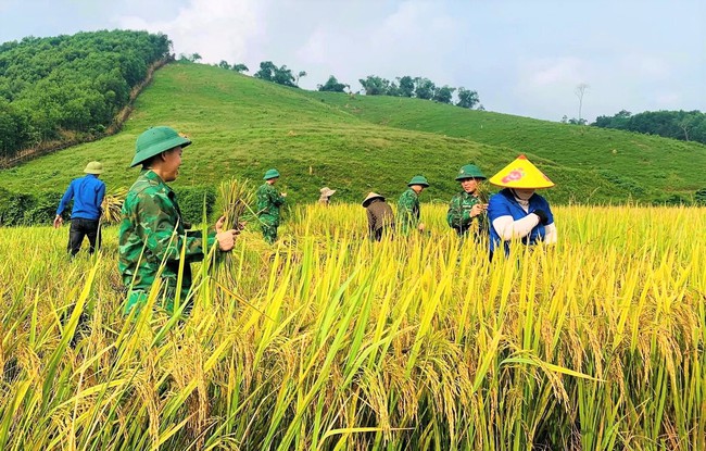 Lúa đông xuân chín vàng rực trên các cánh đồng ở Nghệ An, người dân phấn khởi vì năm nay lúa được mùa- Ảnh 7.
