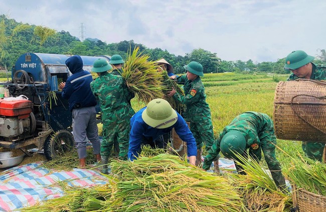 Lúa đông xuân chín vàng rực trên các cánh đồng ở Nghệ An, người dân phấn khởi vì năm nay lúa được mùa- Ảnh 10.