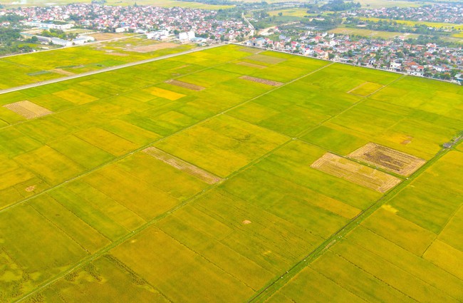Lúa đông xuân chín vàng rực trên các cánh đồng ở Nghệ An, người dân phấn khởi vì năm nay lúa được mùa- Ảnh 1.