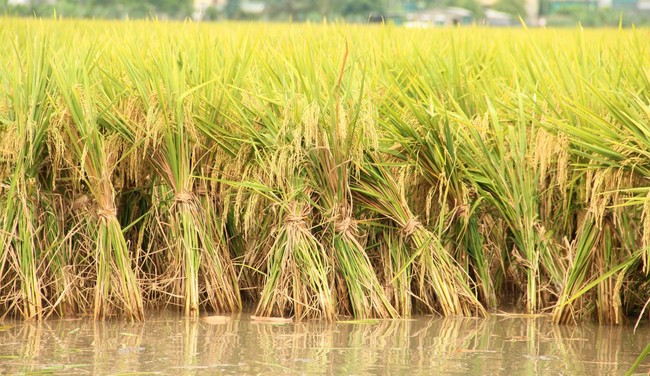 Lúa đông xuân chín vàng rực trên các cánh đồng ở Nghệ An, người dân phấn khởi vì năm nay lúa được mùa- Ảnh 4.