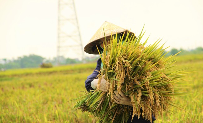 Lúa đông xuân chín vàng rực trên các cánh đồng ở Nghệ An, người dân phấn khởi vì năm nay lúa được mùa- Ảnh 6.