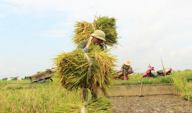 Lúa đông xuân chín vàng rực trên các cánh đồng ở Nghệ An, người dân phấn khởi vì năm nay lúa được mùa- Ảnh 3.