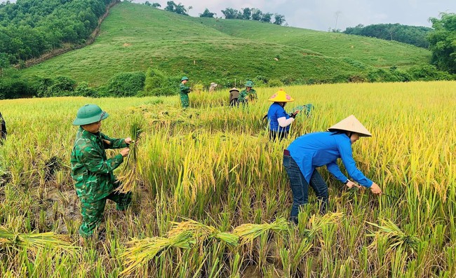 Lúa đông xuân chín vàng rực trên các cánh đồng ở Nghệ An, người dân phấn khởi vì năm nay lúa được mùa- Ảnh 2.