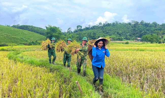 Lúa đông xuân chín vàng rực trên các cánh đồng ở Nghệ An, người dân phấn khởi vì năm nay lúa được mùa- Ảnh 8.