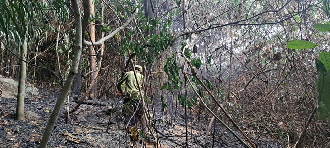 Cháy 2.000 m2 rừng tự nhiên tại Đà Nẵng- Ảnh 1.