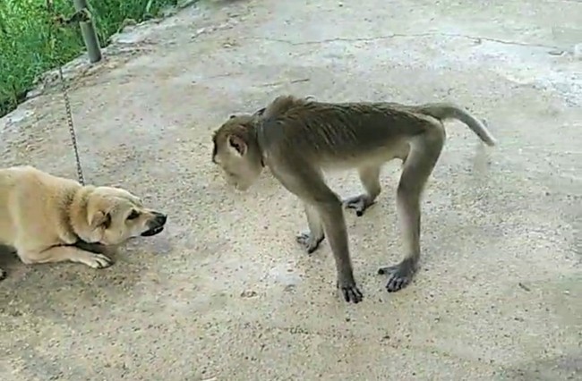 Nghệ An: Đàn chó nhà đã xông vào cắn chết một con động vật hoang dã hung hãn- Ảnh 2.