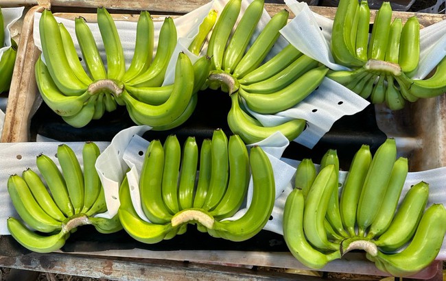 Bán hàng vạn tấn loại quả giàu vitamin K ra nước ngoài, cả làng ở Đồng Nai khen ông giám đốc nông dân - Ảnh 3.