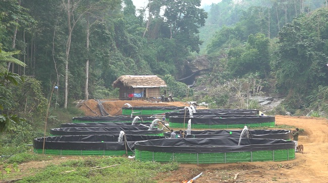 Nuôi cá tầm nước lạnh bán đắt khách, một nông dân ở Lào Cai thu tiền tỷ mỗi năm- Ảnh 1.