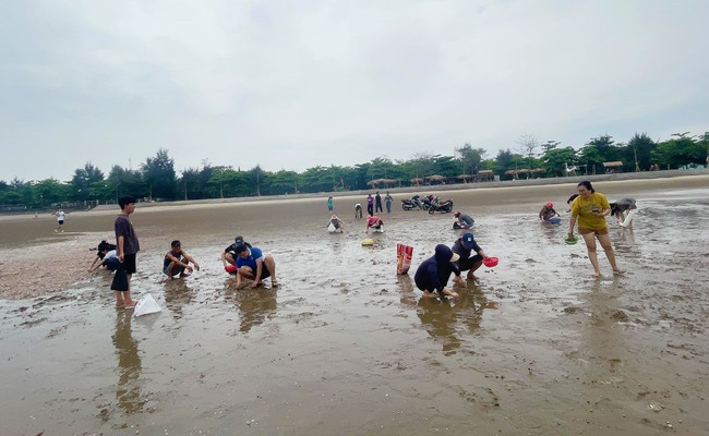 1km bờ biển Cửa Lò của tỉnh Nghệ An bỗng xuất hiện vô số sò huyết, dân thi nhau ra nhặt- Ảnh 4.