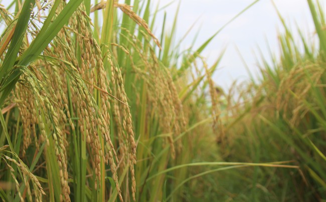 Nông dân nơi này ở Nghệ An bán lúa tươi, nhà nào cũng phấn khởi vì giá lúa lên đỉnh- Ảnh 4.