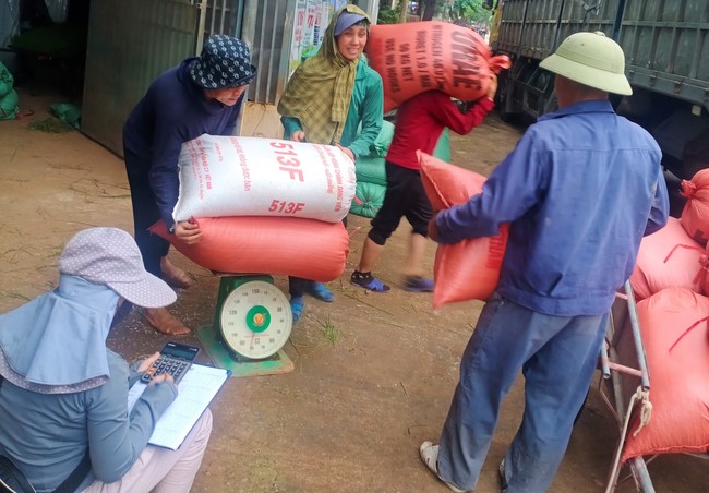 Nông dân nơi này ở Nghệ An bán lúa tươi, nhà nào cũng phấn khởi vì giá lúa lên đỉnh- Ảnh 3.