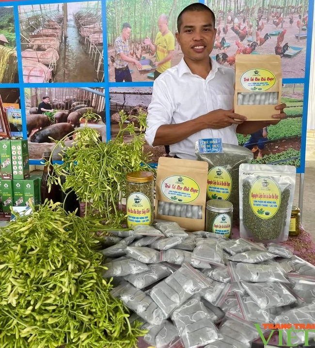 Anh nông dân ở Hòa Bình biến hàng vạn cây đu đủ đực thành trà dược liệu- Ảnh 3.