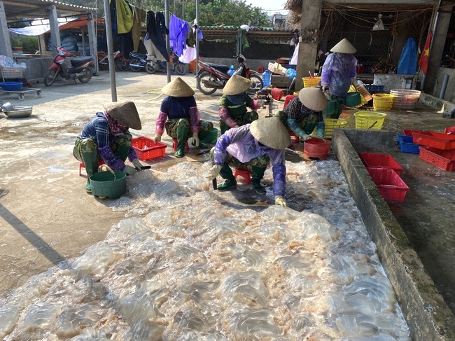 Chàng trai Thanh Hóa xuất khẩu thành công món ngon làm từ một loài động vật trôi lập lờ bờ biển- Ảnh 2.