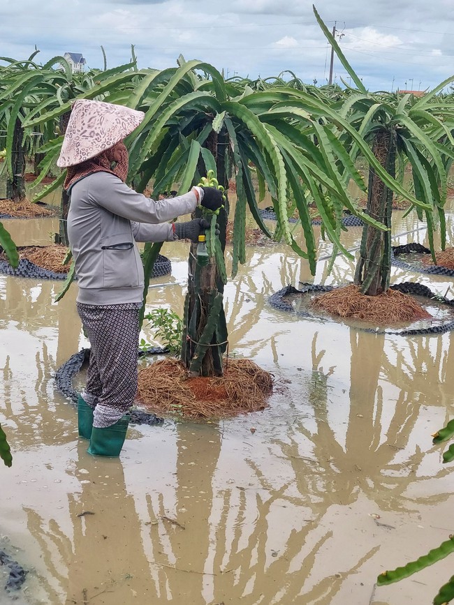 Mưa lớn kéo dài nhiều giờ, thủ phủ thanh long của tỉnh Long An bị ngập trắng xóa- Ảnh 4.