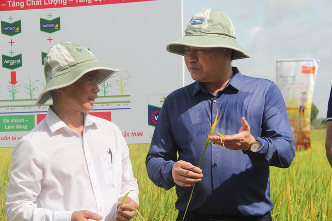 Mô hình trồng lúa bền vững hướng đến tương lai: Nhà nông thu lợi cả kinh tế và kiến thức- Ảnh 2.