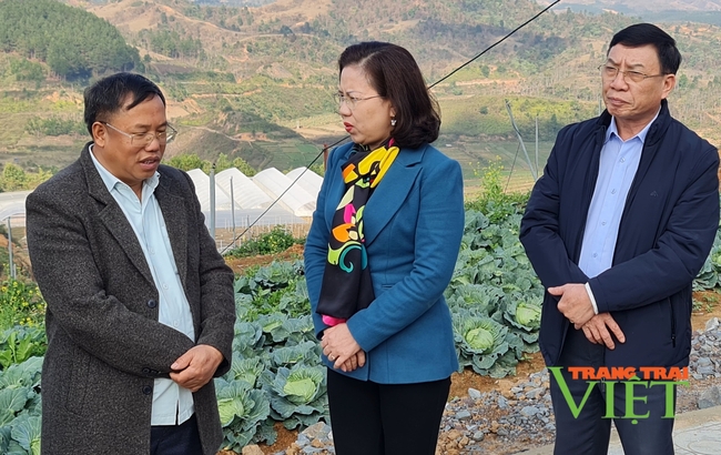 Đánh thức cao nguyên Si Pa Phìn: Khát vọng vươn lên trên cao nguyên rau (Bài cuối)- Ảnh 1.