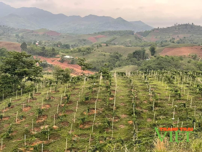 Đánh thức cao nguyên Si Pa Phìn: Khát vọng vươn lên trên cao nguyên rau (Bài cuối)- Ảnh 3.