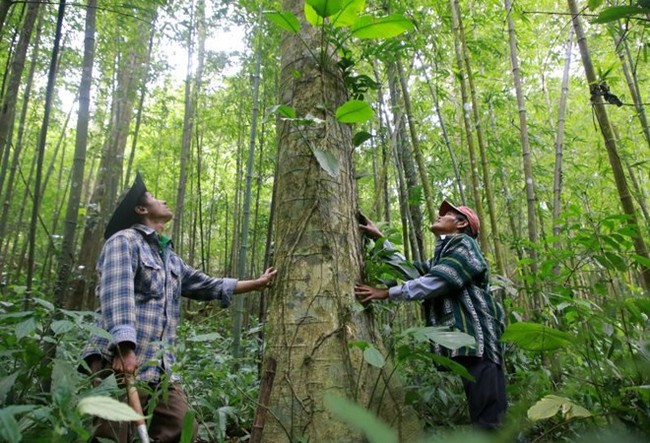 Giữ rừng xanh, nông dân thôn Chênh Vênh ở Quảng Trị chia nhau “tiền tươi” - Ảnh 1.