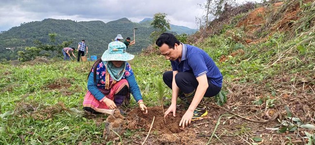 Hiệu quả công tác trồng rừng thay thế ở Điện Biên- Ảnh 1.