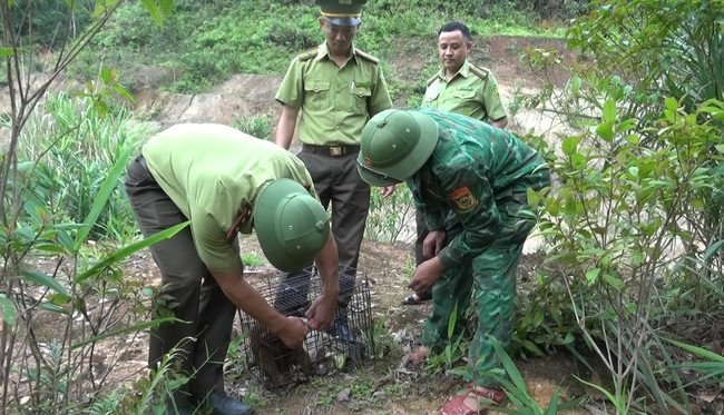 Biết con vật tinh ranh là loài động vật quý hiếm là "hậu duệ" của Tôn Ngộ Không, giao nộp ngay cho kiểm lâm- Ảnh 2.