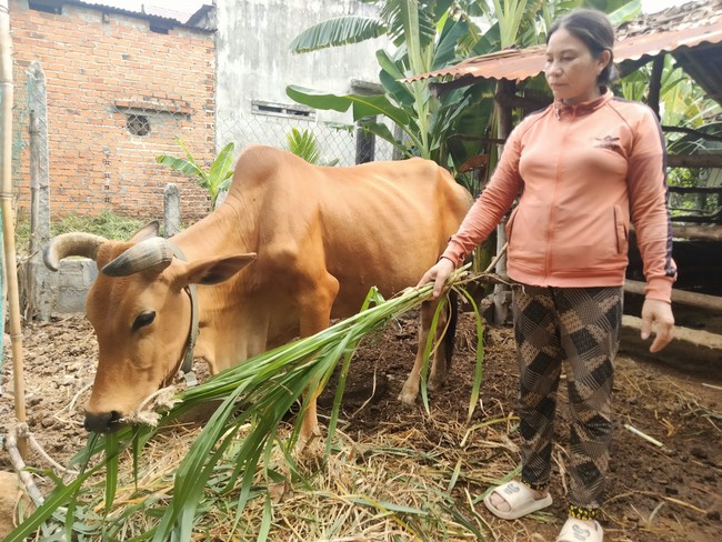 Tín dụng Ngân hàng CSXH giúp nông dân nghèo Khánh Hoà có vốn làm ăn, xây nhà mới khang trang- Ảnh 1.