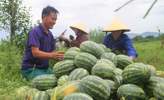 Nhiều hoạt động sôi nổi của Hội Nông dân tỉnh Nghệ An trong 6 tháng đầu năm 2024- Ảnh 2.