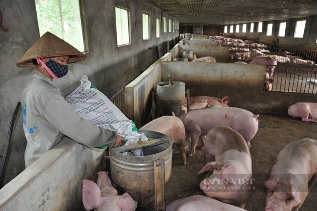 “Cú hích” thúc đẩy chăn nuôi lợn phát triển bền vững  - Ảnh 3.