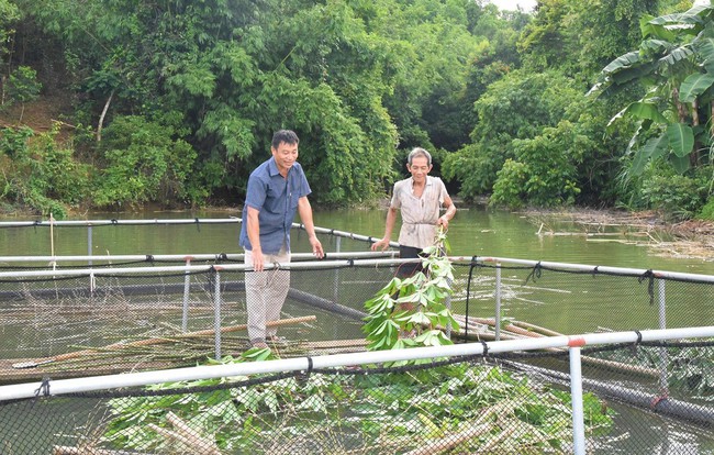 Trên sông Quàng ở Nghệ An, dân nuôi toàn cá đặc sản, thịt dai ngon, cứ nói bán là hết ngay- Ảnh 1.