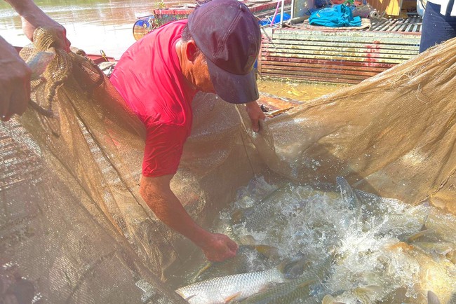 Trên sông Quàng ở Nghệ An, dân nuôi toàn cá đặc sản, thịt dai ngon, cứ nói bán là hết ngay- Ảnh 2.