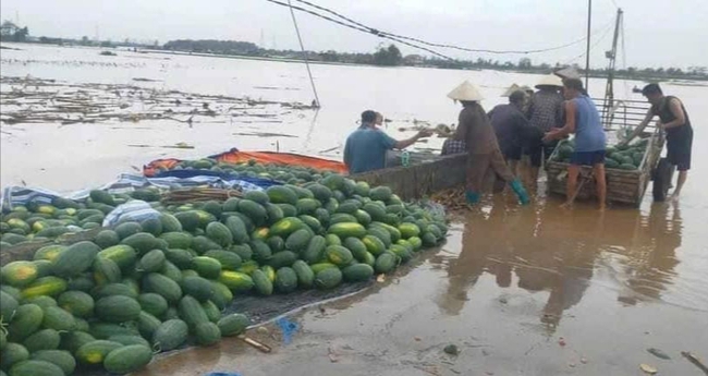 Khôi phục sản xuất nông nghiệp sau mưa lũ: Dựng lại lúa đổ ngã, kịp thời thu hoạch hoa màu đến kỳ thương phẩm - Ảnh 2.