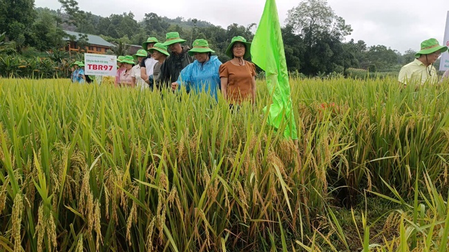 Hội nghị đầu bờ mô hình trình diễn giống lúa thuần TBR97- Ảnh 4.