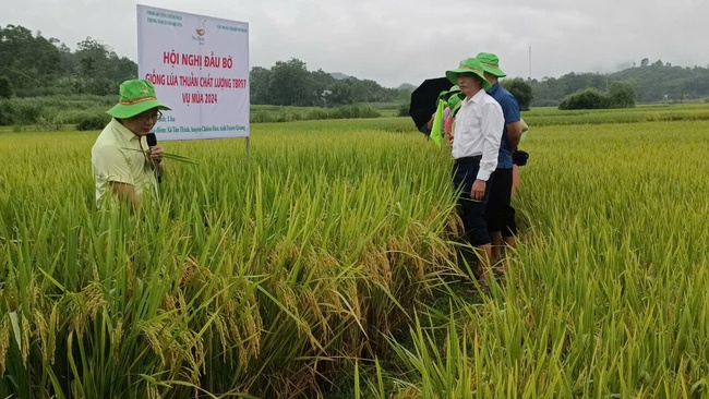 Hội nghị đầu bờ mô hình trình diễn giống lúa thuần TBR97- Ảnh 5.